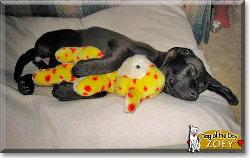 Zoey, the Dog of the Day