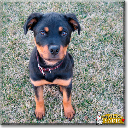 Sadie, the Dog of the Day