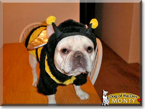 Monty, the Dog of the Day Monty, the Dog of the Day