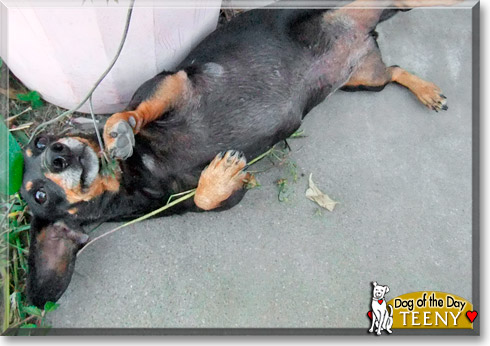 Teeny, the Dog of the Day