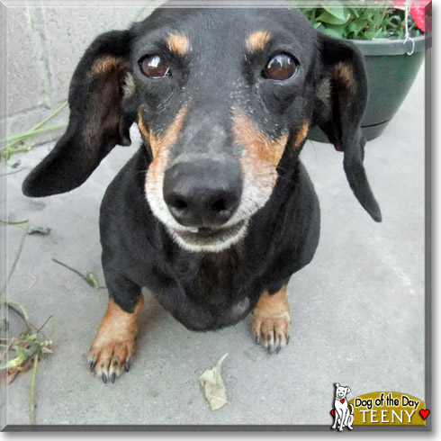 Teeny, the Dog of the Day