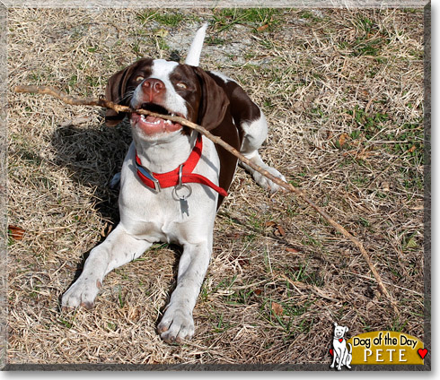 Pete, the Dog of the Day Pete, the Dog of the Day