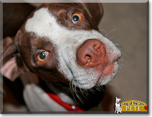 Pete, the Dog of the Day Pete, the Dog of the Day