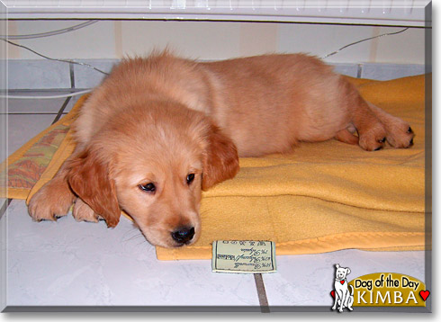 Kimba, the Dog of the Day