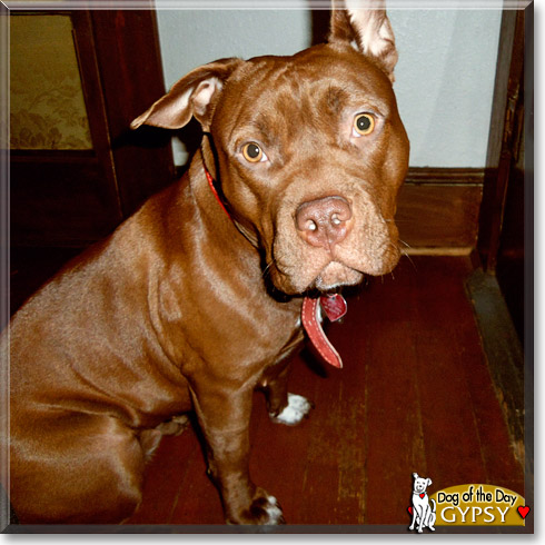 Gypsy, the Dog of the Day