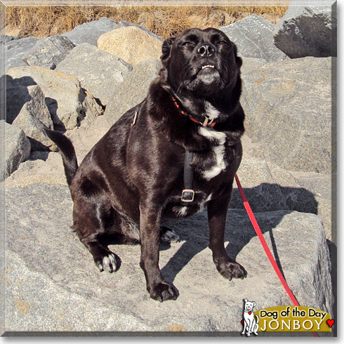 JonBoy, the Dog of the Day