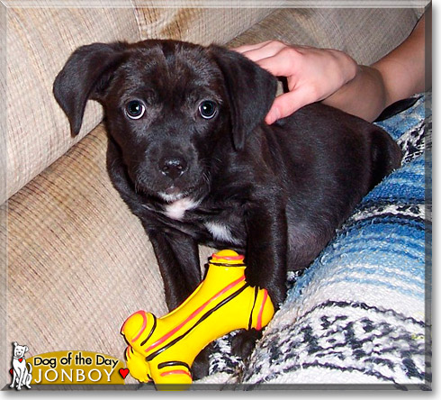 JonBoy, the Dog of the Day