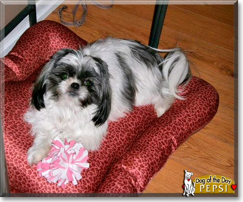 Pepsi, the Dog of the Day