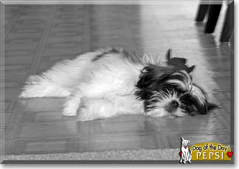 Pepsi, the Dog of the Day
