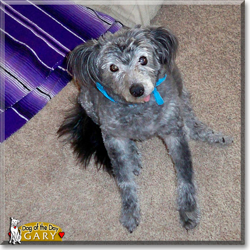 Gary Bryant Crane, the Dog of the Day