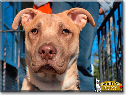 Roxy, the Dog of the Day