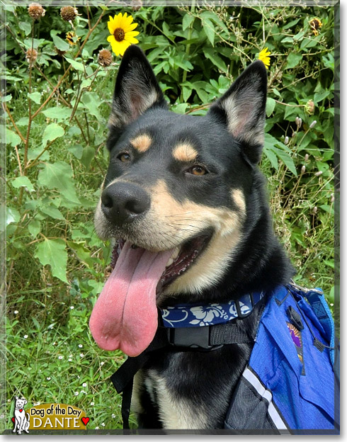 Dante, the Dog of the Day