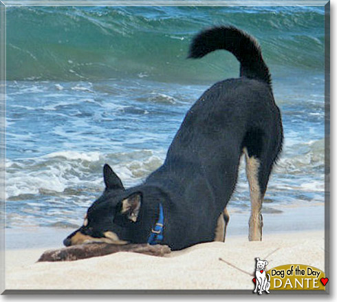 Dante, the Dog of the Day