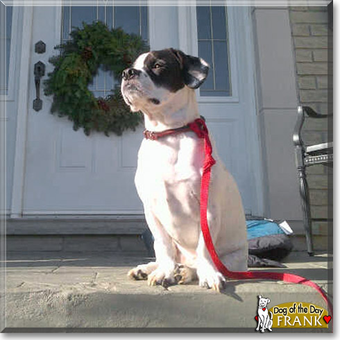 Frank, the Dog of the Day