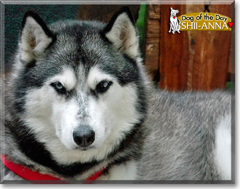 Shii-Anna, the Dog of the Day