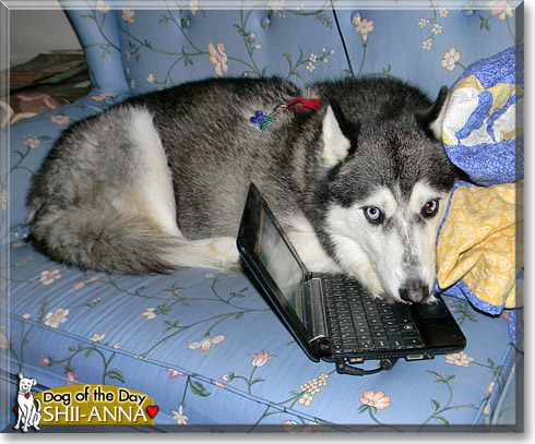 Shii-Anna, the Dog of the Day