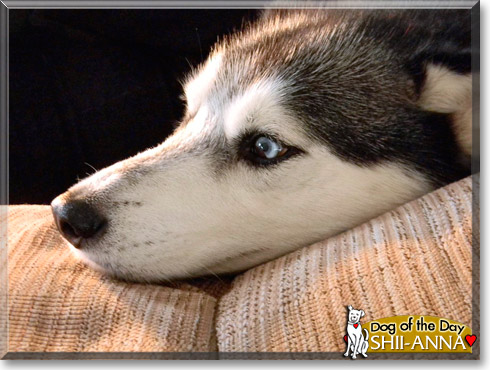 Shii-Anna, the Dog of the Day
