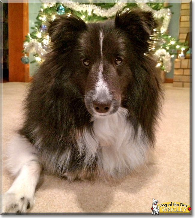 Wrigley, the Dog of the Day Wrigley, the Dog of the Day