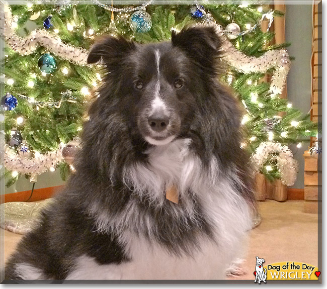 Wrigley, the Dog of the Day Wrigley, the Dog of the Day
