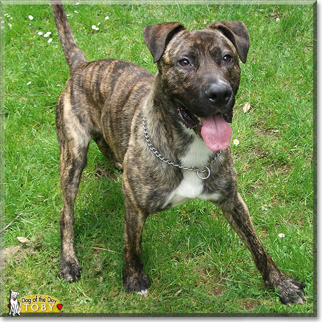 Toby, the Dog of the Day Toby, the Dog of the Day