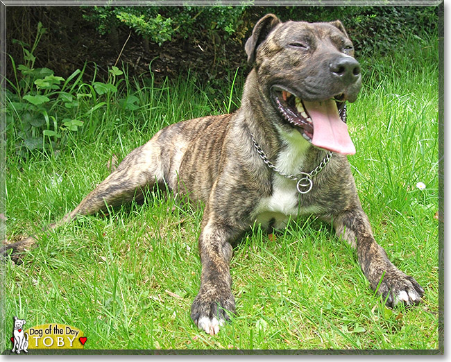 Toby, the Dog of the Day Toby, the Dog of the Day