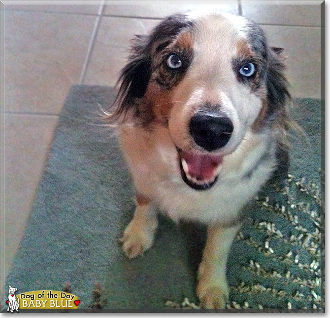 Baby Blue, the Dog of the Day Baby Blue, the Dog of the Day