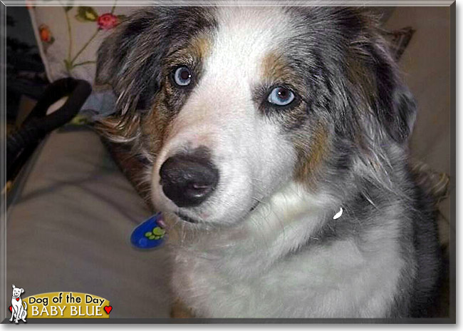 Baby Blue, the Dog of the Day Baby Blue, the Dog of the Day