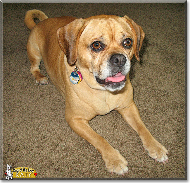 Katy, the Dog of the Day Katy, the Dog of the Day