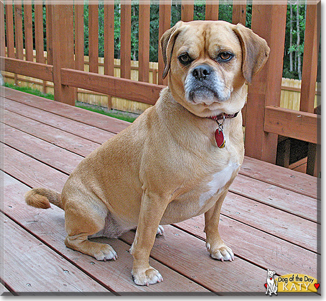 Katy, the Dog of the Day Katy, the Dog of the Day