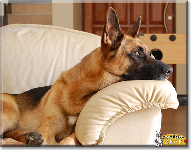 Zrak, the Dog of the Day Zrak, the Dog of the Day