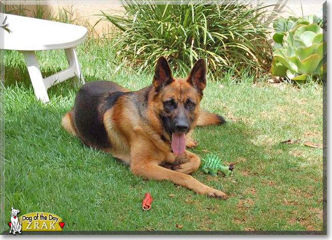 Zrak, the Dog of the Day Zrak, the Dog of the Day