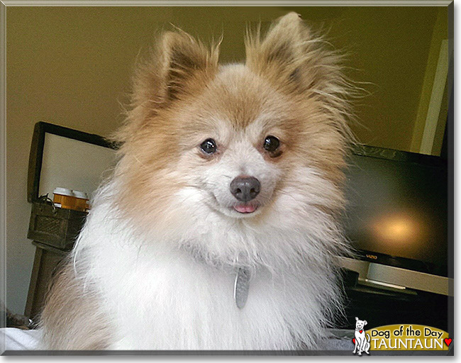 TaunTaun, the Dog of the Day TaunTaun, the Dog of the Day