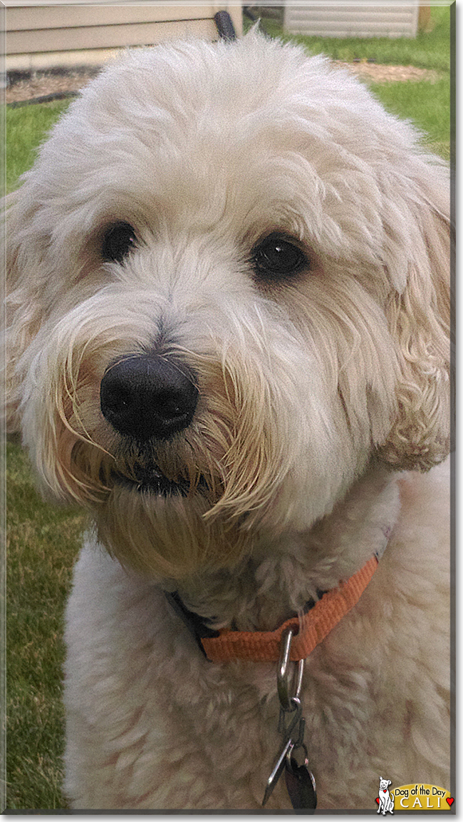 golden retriever standard poodle mix cali golden retriever standard poodle mix december 15 2016 golden retriever standard poodle mix cali golden retriever standard poodle mix december 15 2016