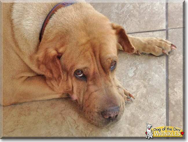 shar pei rottweiler mix wrinkles shar pei rottweiler mix december 16 2016 shar pei rottweiler mix wrinkles shar pei rottweiler mix december 16 2016