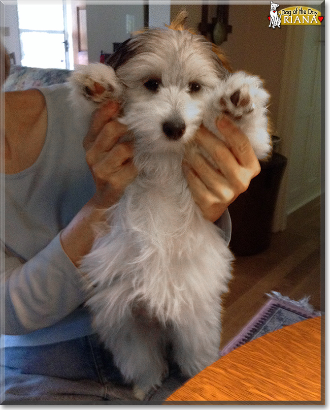 Riana the Coton de Tulear, the Dog of the Day