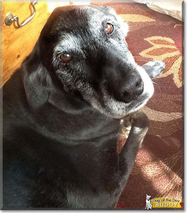 Buddy the Labrador/Hound mix, the Dog of the Day