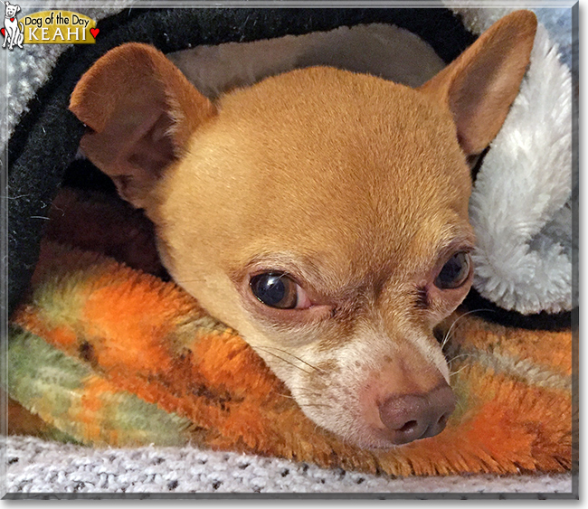 Keahi ching the Chihuahua, the Dog of the Day Keahi ching the Chihuahua, the Dog of the Day