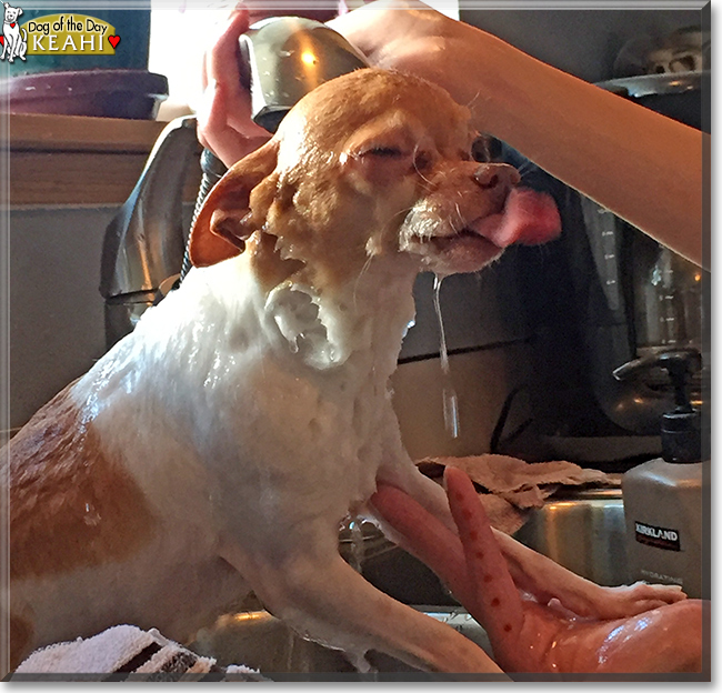 Keahi ching the Chihuahua, the Dog of the Day Keahi ching the Chihuahua, the Dog of the Day