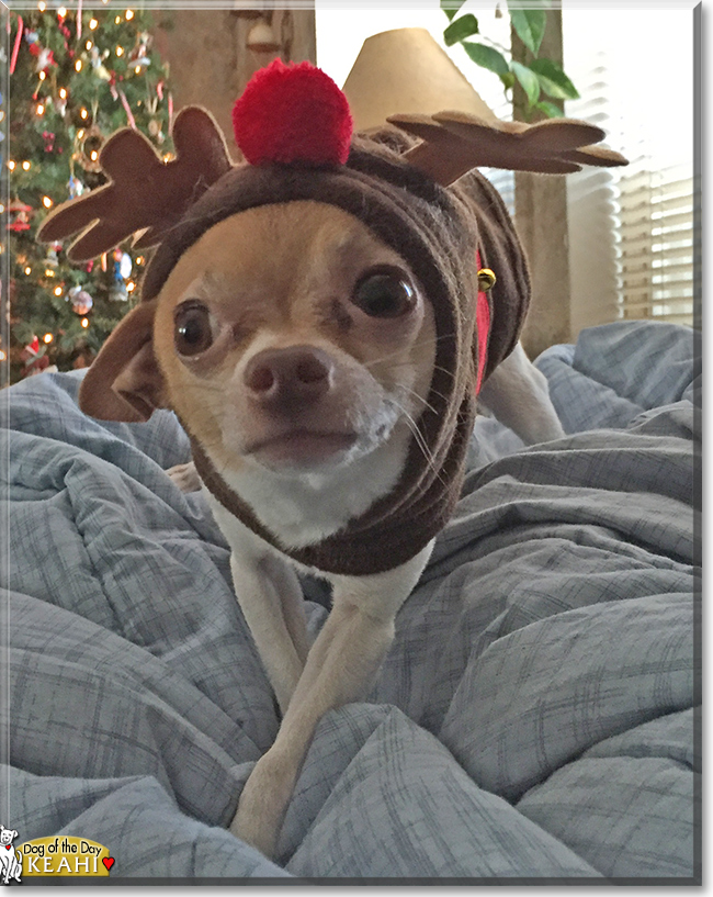 Keahi ching the Chihuahua, the Dog of the Day Keahi ching the Chihuahua, the Dog of the Day