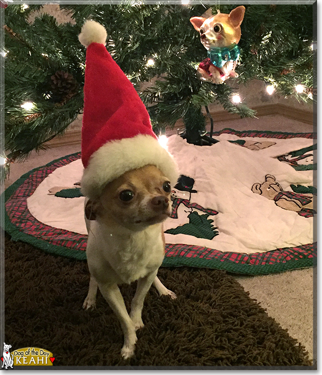 Keahi ching the Chihuahua, the Dog of the Day Keahi ching the Chihuahua, the Dog of the Day