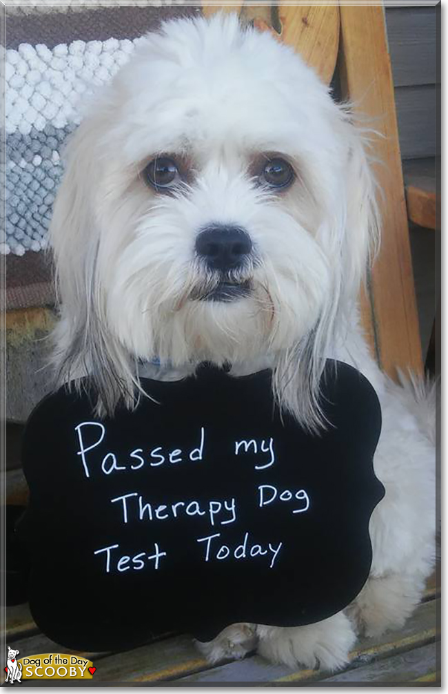 Scooby the Coton de Tulear, the Dog of the Day