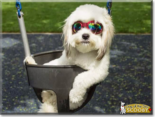 Scooby the Coton de Tulear, the Dog of the Day