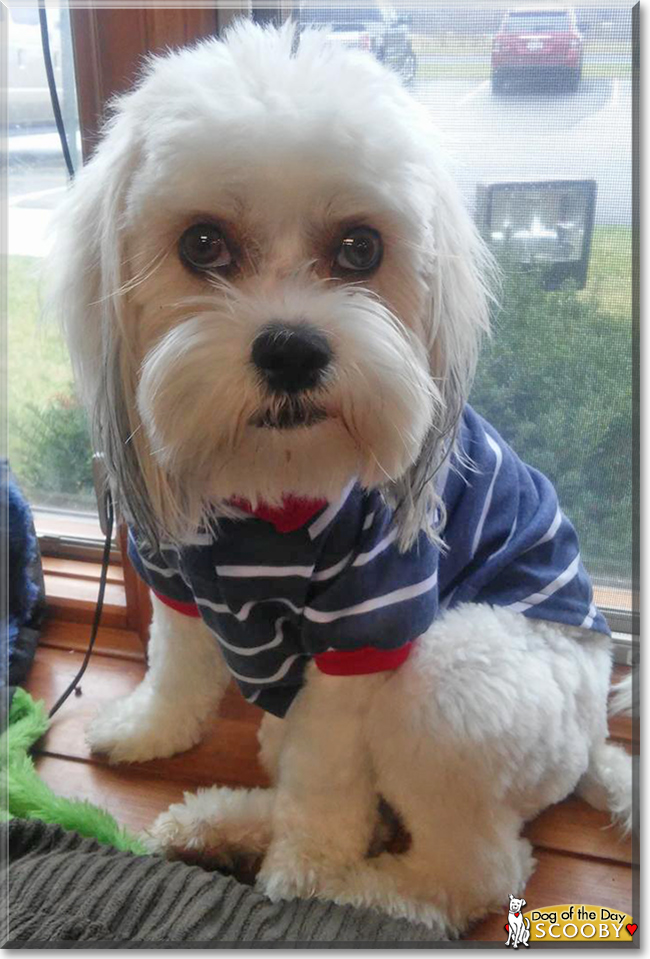 Scooby the Coton de Tulear, the Dog of the Day