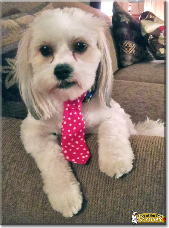 Scooby the Coton de Tulear, the Dog of the Day