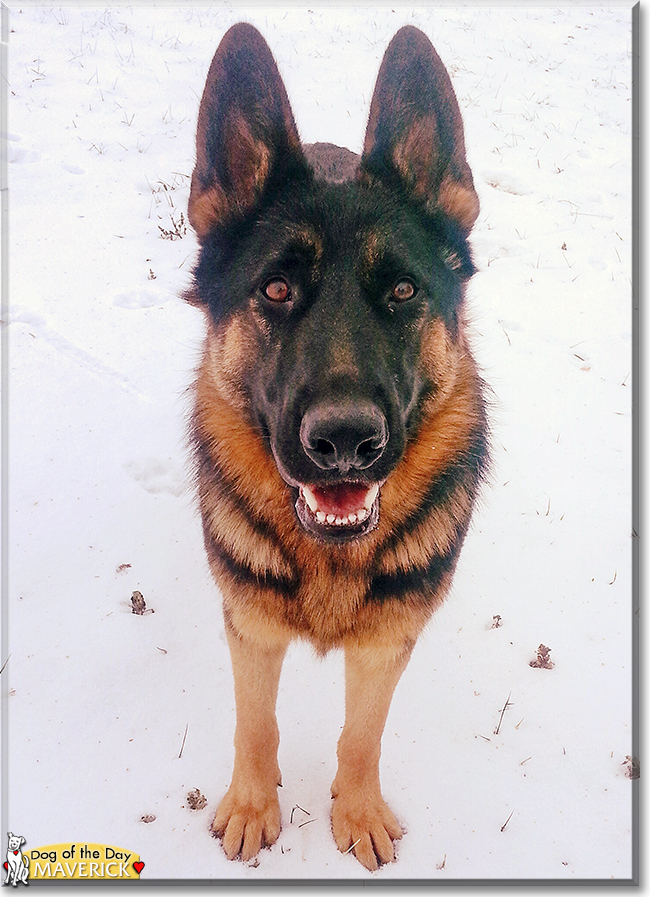 Maverick the German Shepherd, the Dog of the Day