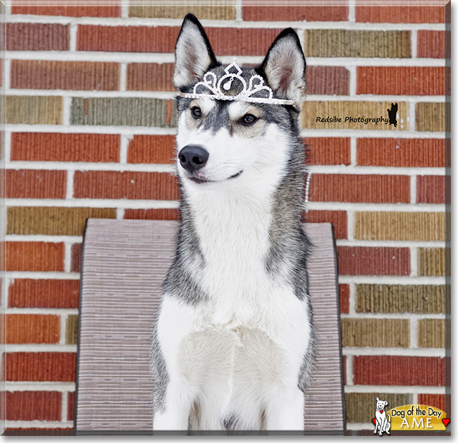 Ame the Siberian Husky, the Dog of the Day Ame the Siberian Husky, the Dog of the Day