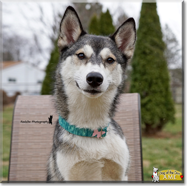 Ame the Siberian Husky, the Dog of the Day Ame the Siberian Husky, the Dog of the Day