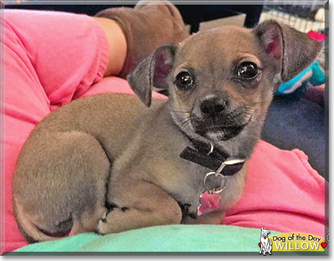 Willow the Chihuahua mix, the Dog of the Day Willow the Chihuahua mix, the Dog of the Day