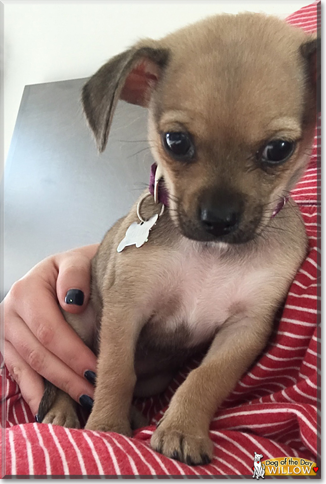 Willow the Chihuahua mix, the Dog of the Day Willow the Chihuahua mix, the Dog of the Day
