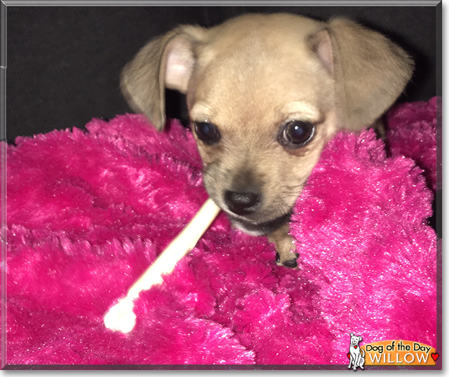 Willow the Chihuahua mix, the Dog of the Day Willow the Chihuahua mix, the Dog of the Day